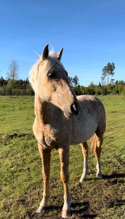 Inlägg 17 av Korsningshäst