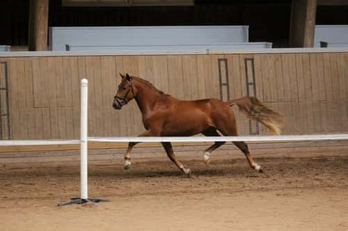 Bild av 3 årig multitalang med fantastiska gångarter