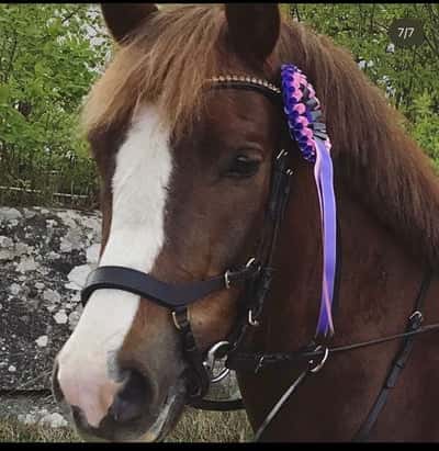 Post 238 of Show jumping with title Pay and jump