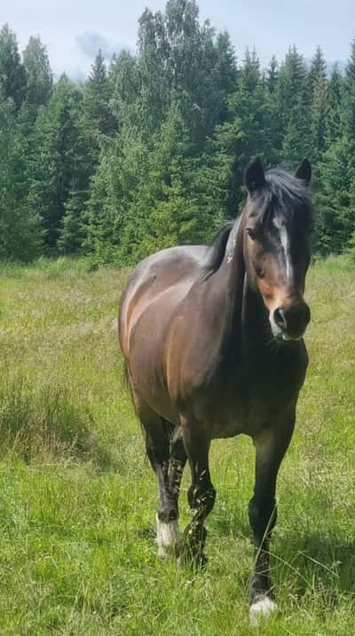 Inlägg 3 av Kallblodstravare med titeln Bete