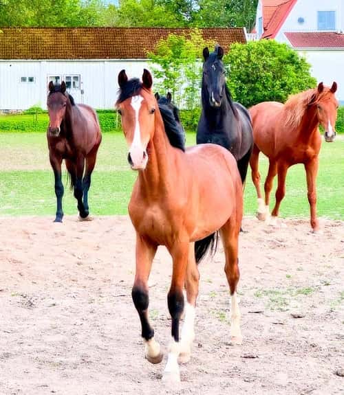 Bild av En otroligt social och trevlig hingst med fantastisk rörlighet