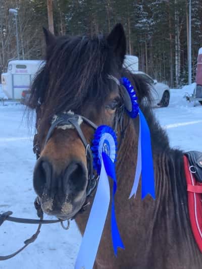 Post 260 of Show jumping with title Hopptävling