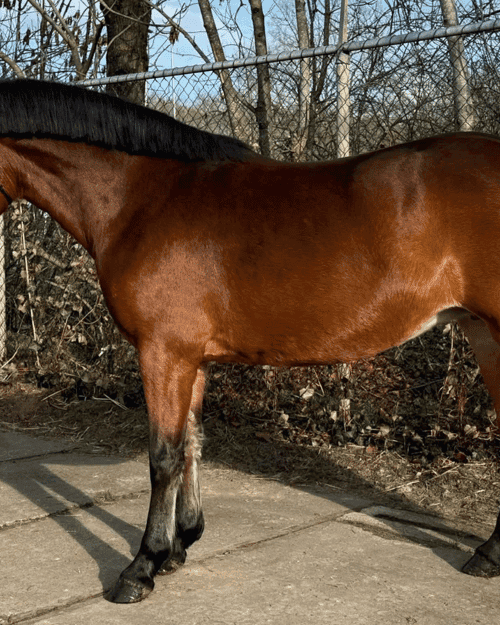 Image of Trevligt D-ponnysto 7 år