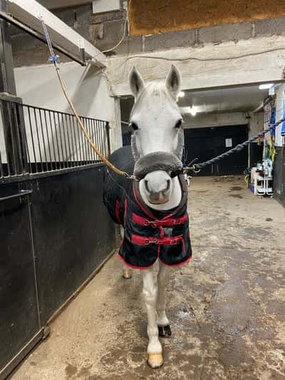 Inlägg 8 av Dansk Sportponny med titeln Världens finaste Putt❤️