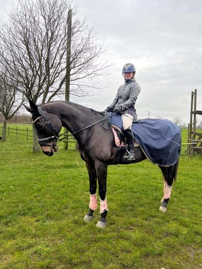 Inlägg 18 av Varmblodig ridhäst