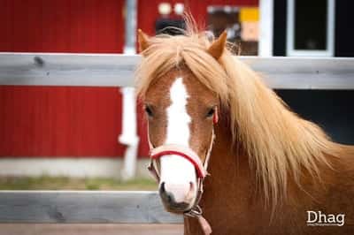 Inlägg 10 av Welsh Mountain med titeln Porträtt 