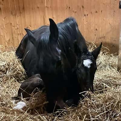 Södovergårds Goody