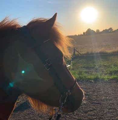 Alfa Från Stensborg