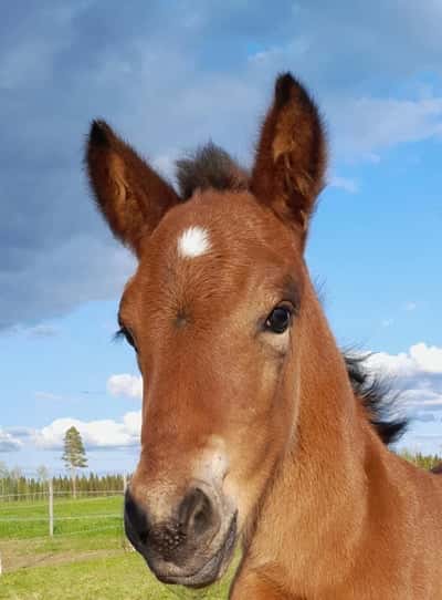Inlägg 8 av Kallblodstravare med titeln Föddes