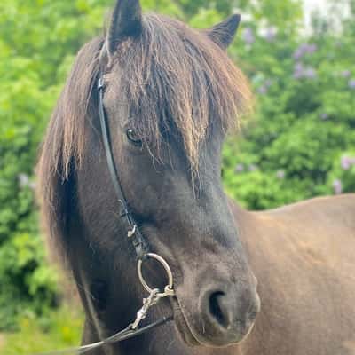 Glitbrá från Agersta