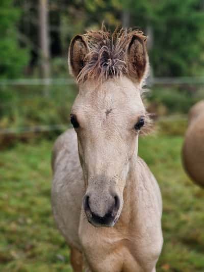 Inlägg 165 av Allround med titeln Sugarsweet