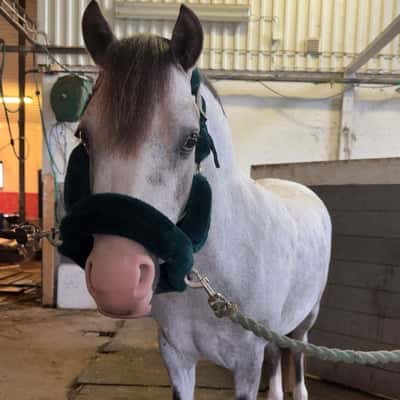 Stellar Blushing bride