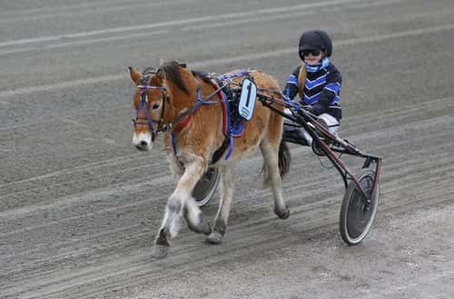 Image of Russ som barnponny eller verksamhet