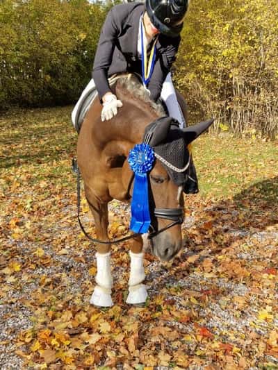 Inlägg 1 av Dressyr