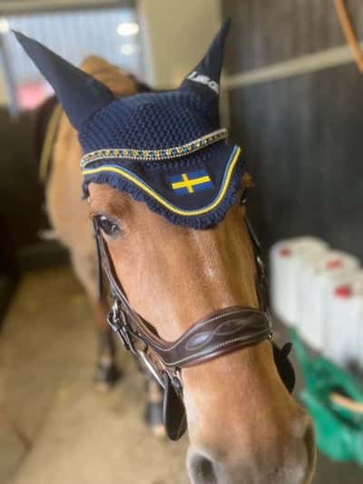 Inlägg 24 av Welsh Partbred med titeln Gulliga Busan 