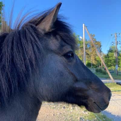 Mýsla från Edeby Gård