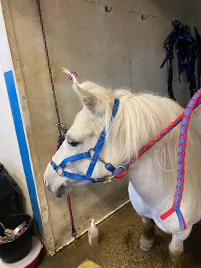 Inlägg 4 av Allround med titeln Ponnytrav 