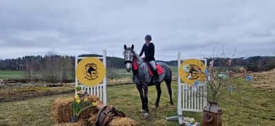 Inlägg 3 av Partbred Connemara med titeln Min duktiga tjej