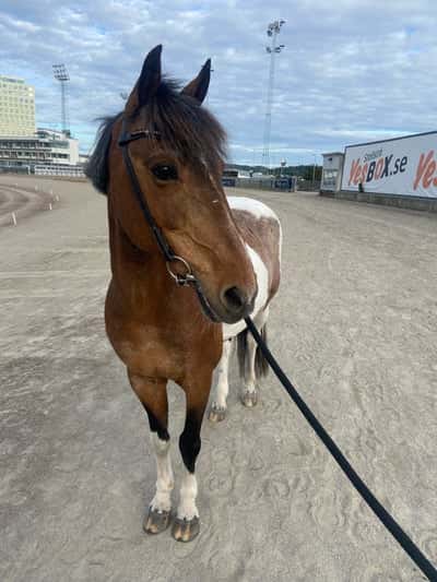 Inlägg 8 av Okänd Ras med titeln Sam⭐️