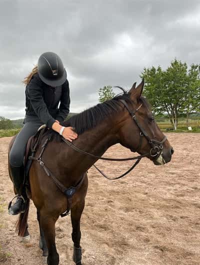 Inlägg 17 av Unghäst med titeln Markarbete med min fina