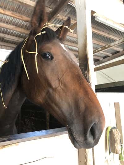 Inlägg 9 av Svensk Ridhäst med titeln Någon som precis vaknat. 😊