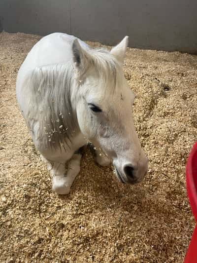 Inlägg 8 av Welshponny med titeln Tröttis❤️