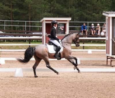 Inlägg 34 av Dressyr med titeln 3:a andra dagen på NM