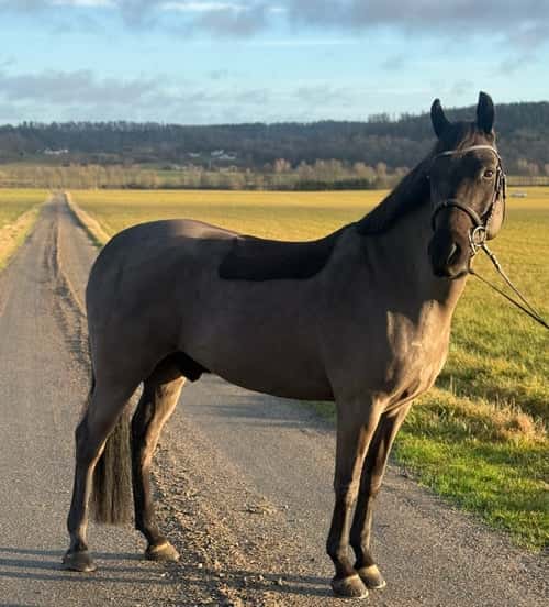 Bild av Snäll och välriden d-ponny