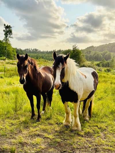 Inlägg 9 av New Forest med titeln Bete 2025 🍀