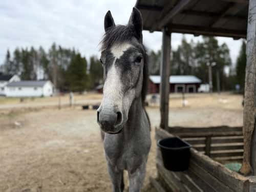 Bild av Otroligt trevlig åring 