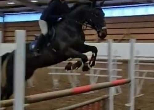 Bild av Snäll häst som söker medryttare/delfodervärd