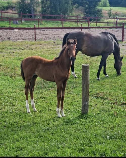 Bild av Prepartbreed 