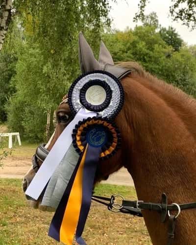 Post 244 of Show jumping with title HKRK’s ponny cup 