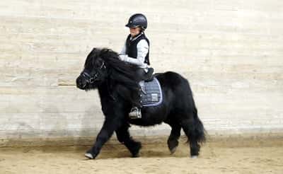 Inlägg 39 av Ponnytrav med titeln Hoppträning 