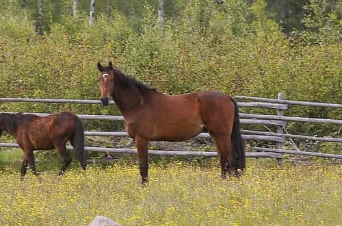 Bild av Hoppstammad tvååring