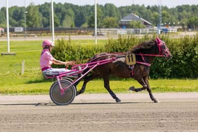 Inlägg 10 av Gotlandsruss med titeln Uppfödning 