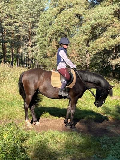 Inlägg 6 av Andalusier med titeln Från ett ridpass 