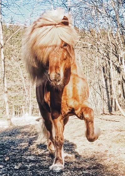 Inlägg 46 av Allround med titeln Power pony Baldvin💥🤍