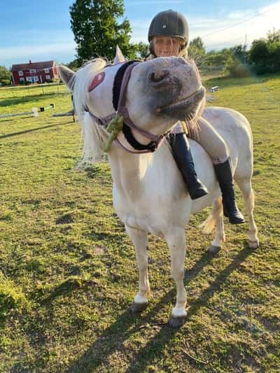 Inlägg 13 av Welshponny med titeln För några veckor sedan så red vi barbacka det var jätte kul!🥳 och vi hoppade som också var jätte kul🤪😝