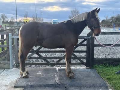 Fun Allrounder/hunter.