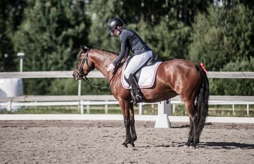 Bild av Fin fullstammad Svensk Ridponny