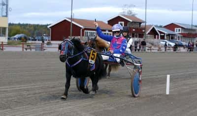 Inlägg 6 av Ponnygalopp med titeln Ponnytrav