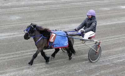 Inlägg 3 av Ponnytrav med titeln Ponnytrav 