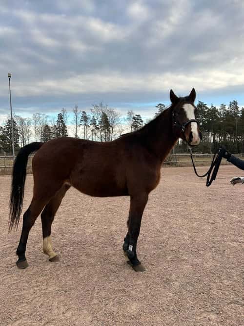 Bild av 🌟 Lovande 3-åring med fantastiskt temperament