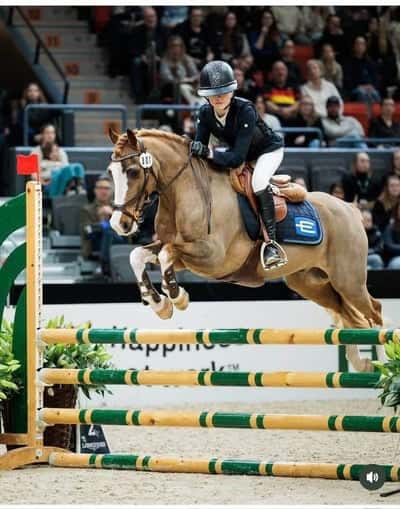 Inlägg 8 av Welsh Cob med titeln Vinnare av Sverigeponnyn - Melody och Jacko