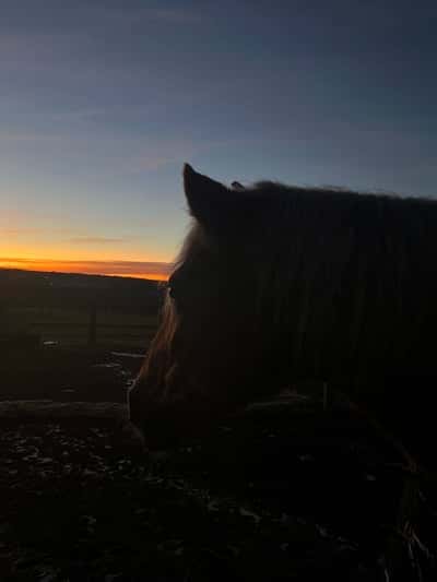 Inlägg 19 av Haflinger