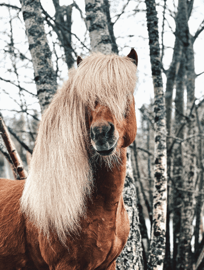 Inlägg 69 av Allround med titeln Fotogen hest📸🤍🦄