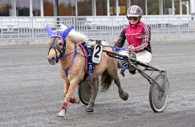 Inlägg 96 av Ponnytrav med titeln DPK’s Ponnytravgala