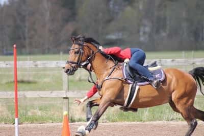 Inlägg 13 av Mounted games med titeln Vinnare av Grästorp Individuals 2021🌟