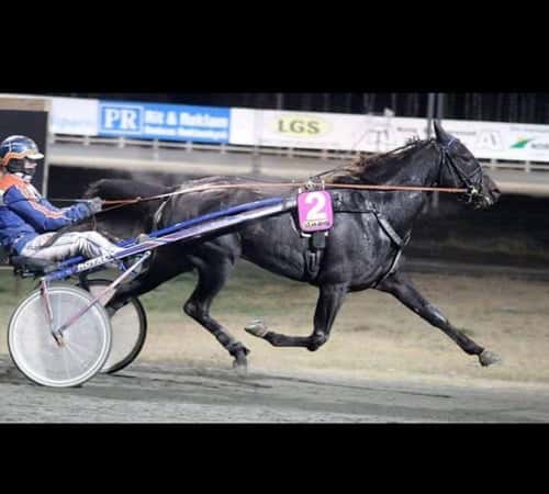 Bild av Sockersött sto